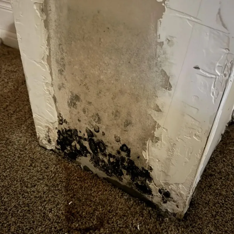 Professional Mold Removal in Burlington, WI